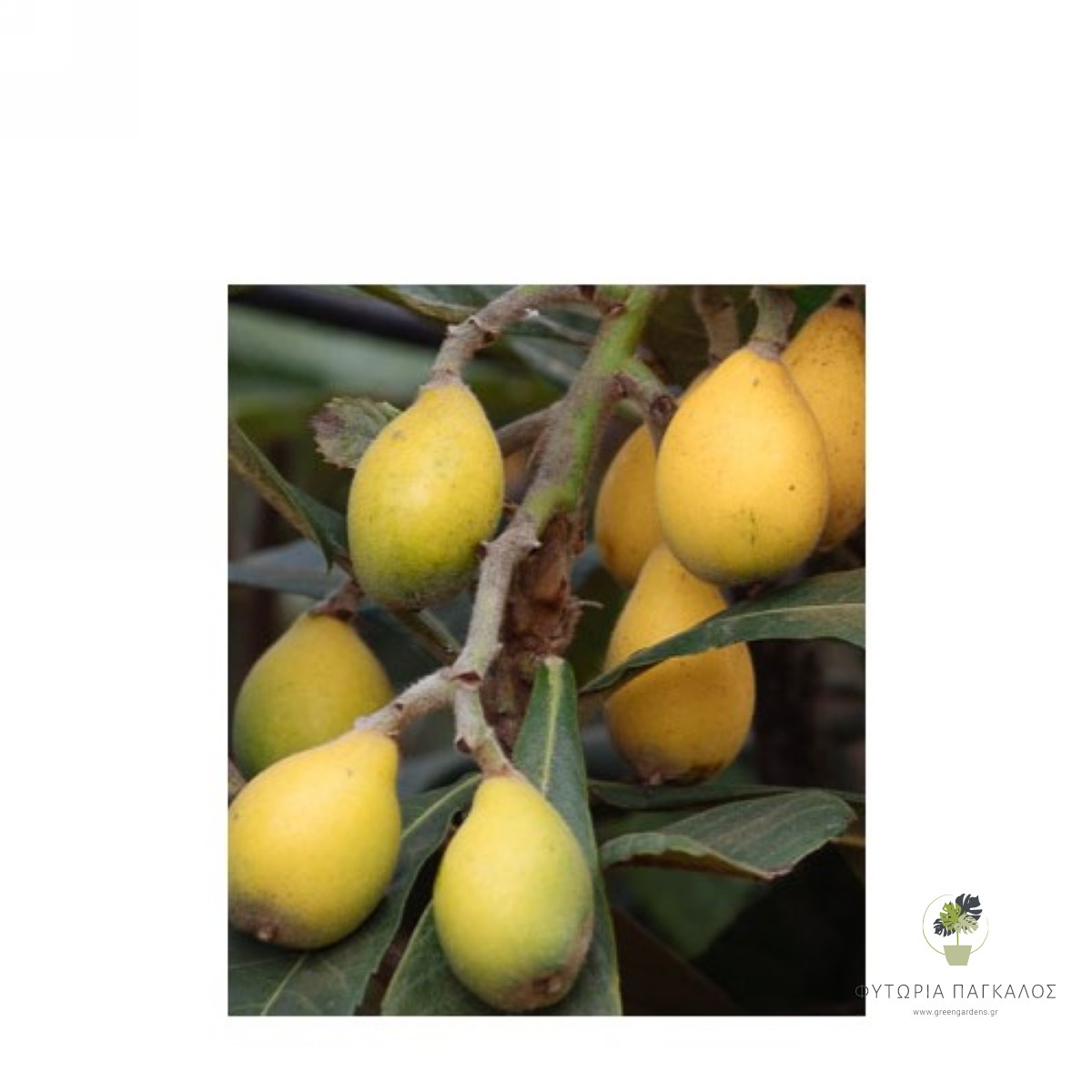 Μουσμουλιά (Eriobotrya japonica) Εμβολιασμένη– Καρποφόρο Δέντρο με Γευστικά Μούσμουλα - 1